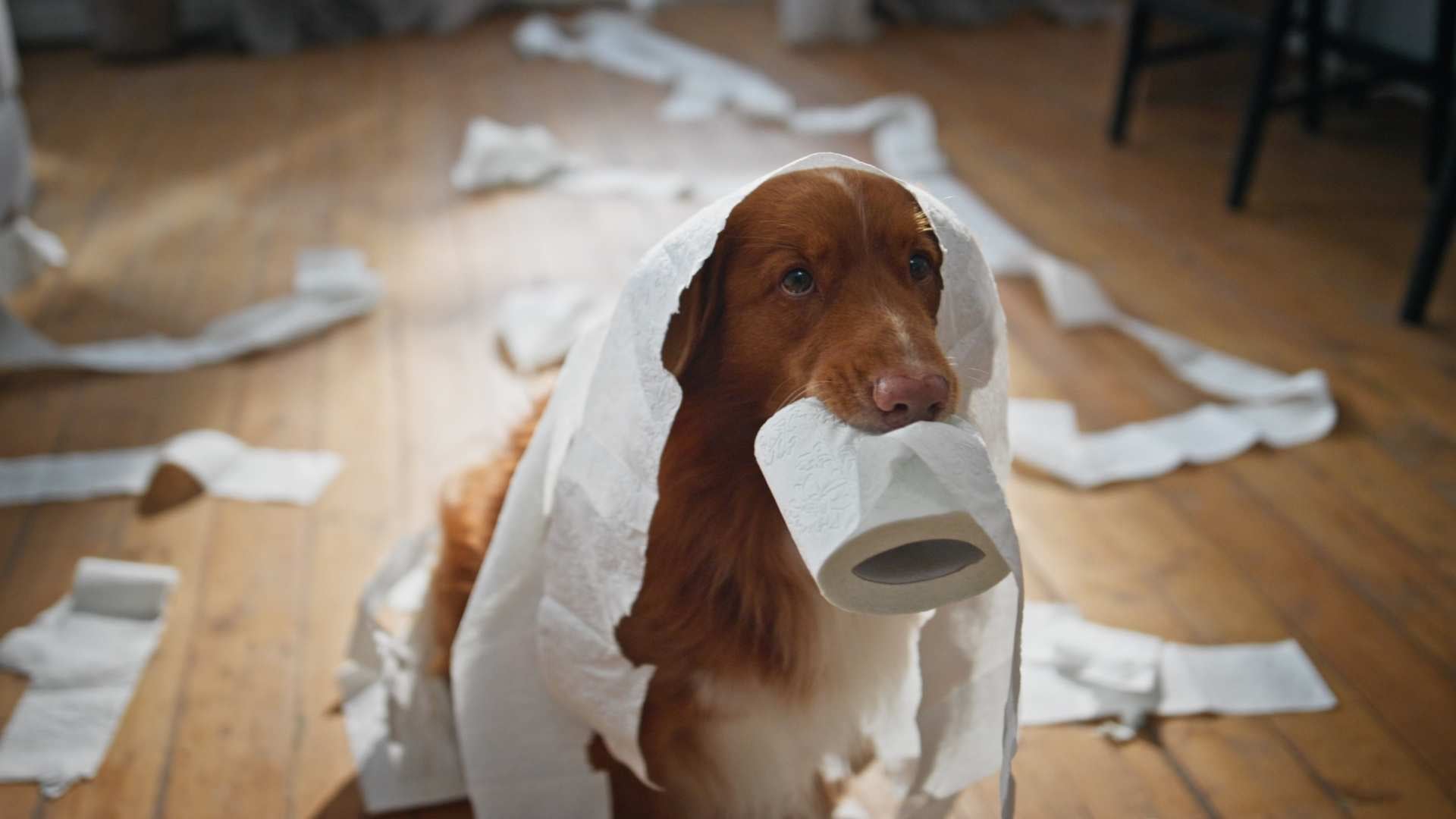 perro juega con papel higienico